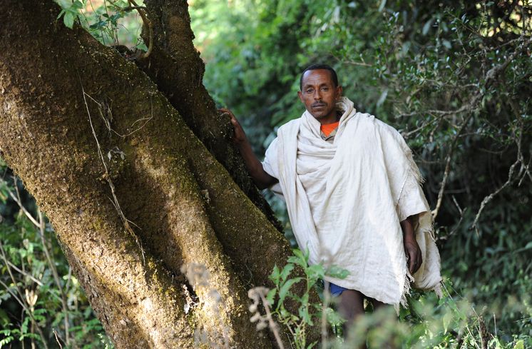 Ethiopian Orthodox Church Development and Inter Church Aid Commission (EOC-DICAC)Church Forest Projects.Foto: Melkie Getachew (32) hilft mit bei den Vorbereitungen zur Epiphanias Feier und entdeckt Saatfrüchte die er versucht zu ernten