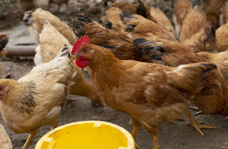 Hühner tragen zur Ernährungssicherung bei. 
