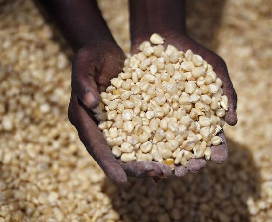 Hände halten getrocknete Maiskörner