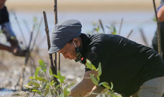 Vietnam: Mangrovenwälder schützen